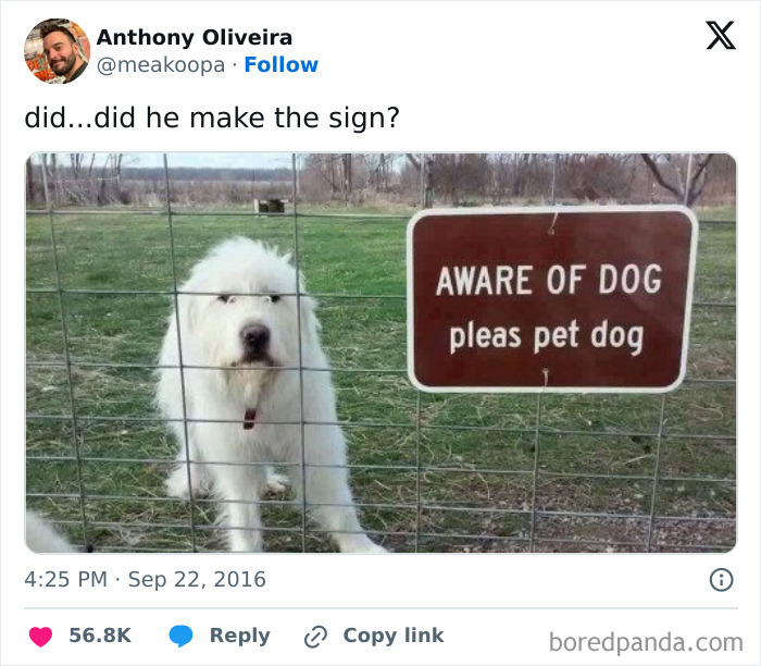 Fluffy dog behind a fence with a humorous sign reading "Aware of Dog, pleas pet dog" for daily positivity.