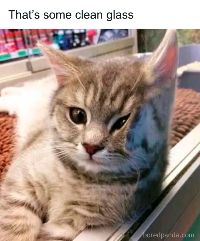 Fluffy cat with face pressed against clean glass, creating a humorous uplifting meme for positivity.