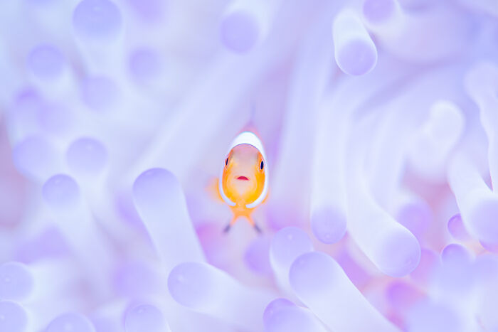 "The White House" By Shunsaku Kamide