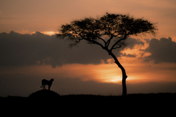 "Sunset In The Mara" By Philipp Malli