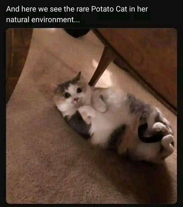 Cat lying on its back, looking surprised, captioned as "rare Potato Cat in her natural environment," promoting positivity.