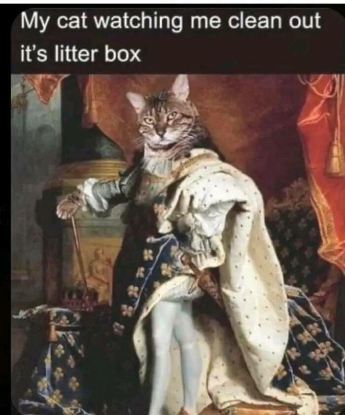 A cat depicted as a regal figure in a humorous meme, adding a dose of positivity.