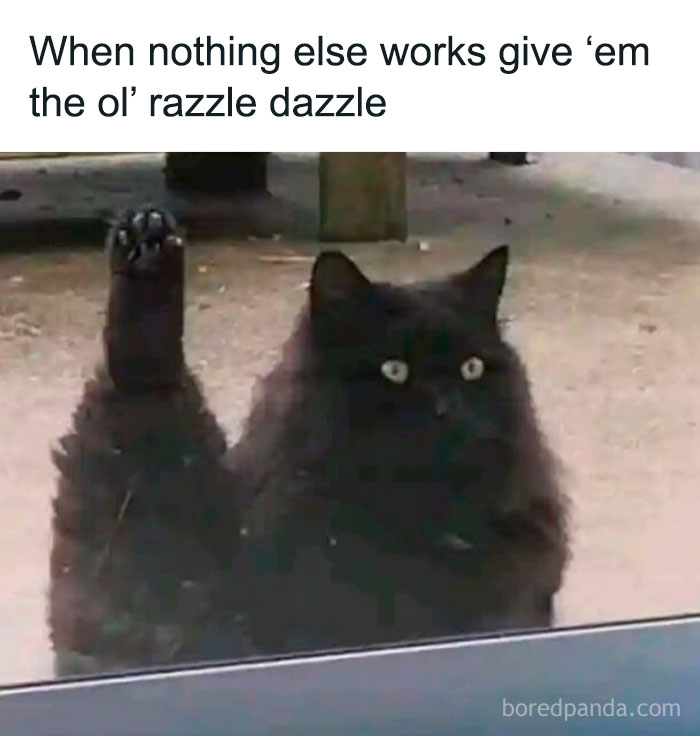 Fluffy black cat raising paw with funny caption for daily positivity.