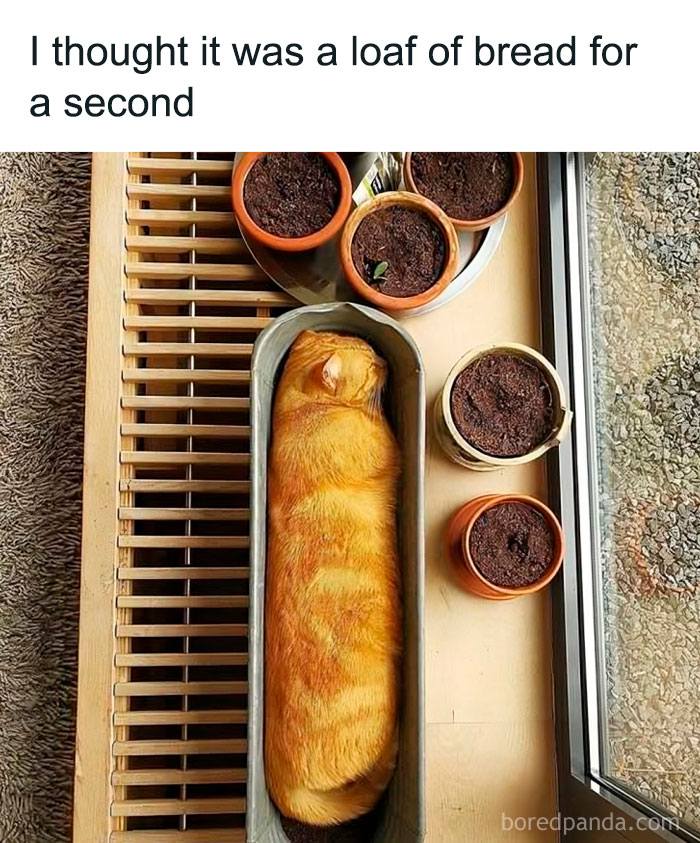 Cat in loaf shape next to flower pots, resembling bread, creating an uplifting meme for positivity.
