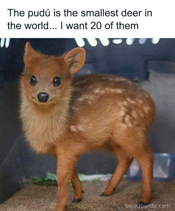 Tiny pudú deer in a carrier, conveying positivity and cuteness.