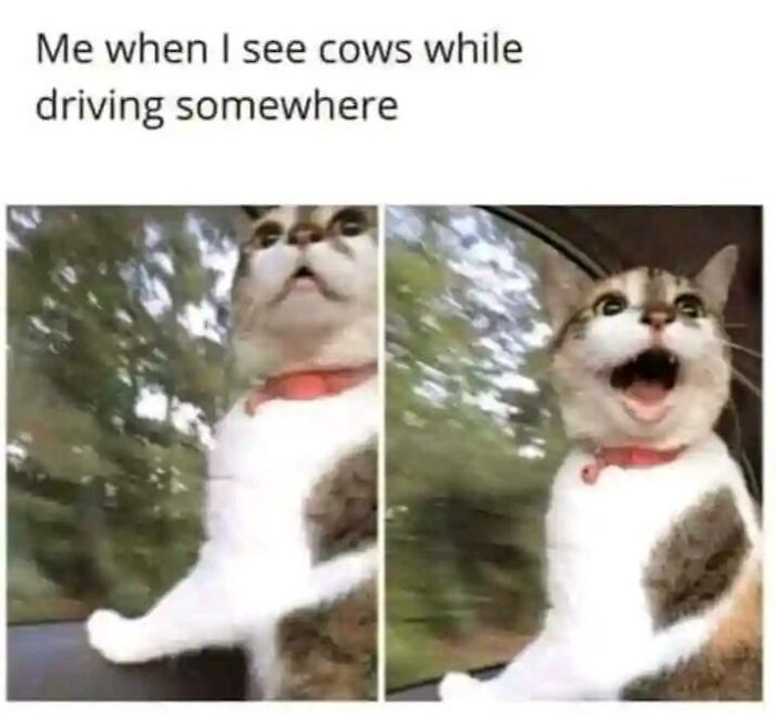 Cat looking surprised and excited by cows outside vehicle, creating a moment of positivity.