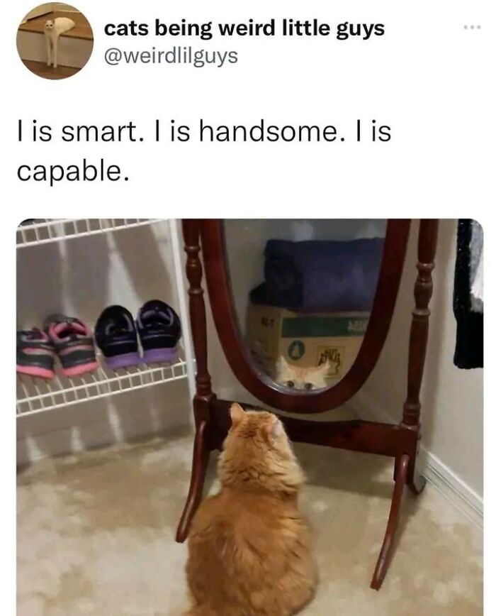 Cat looking at a mirror with a positive affirmation caption, showcasing uplifting meme for positivity.