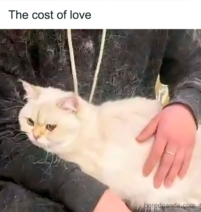 Person in a black hoodie covered in cat hair, holding a white cat. Keywords: uplifting memes, positivity.