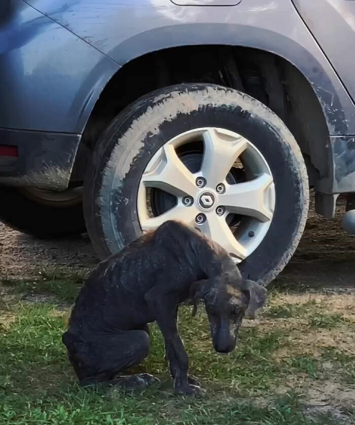 Stray dog by a car wheel on grass, showing a need for rescue and care. Stray dog by a car wheel on grass, showing a need for rescue and care.