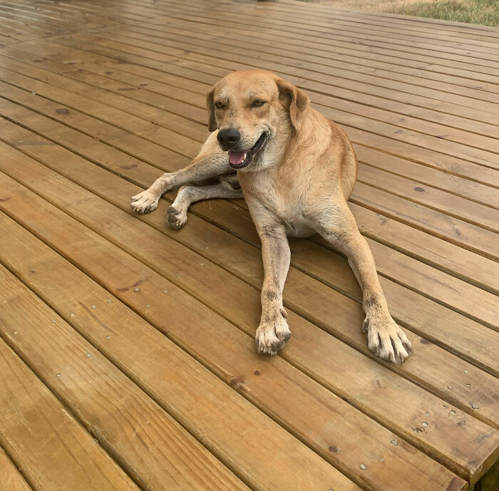 A rescued stray dog sitting happily on a wooden deck. A rescued stray dog sitting happily on a wooden deck.