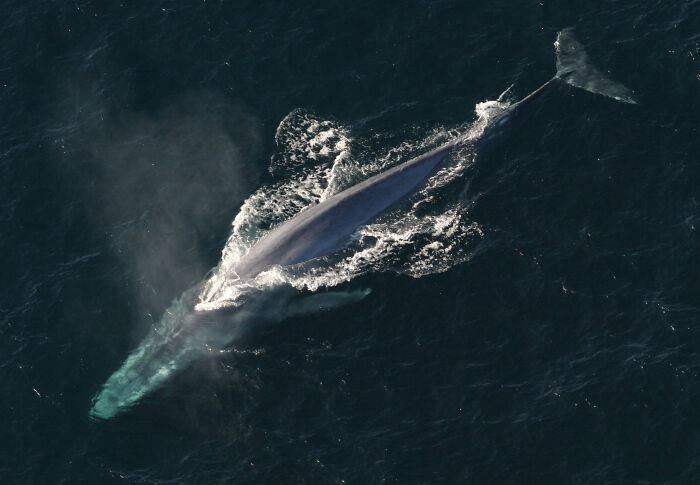 Aerial view of a blue whale swimming in the ocean, showcasing one of the largest underwater creatures.