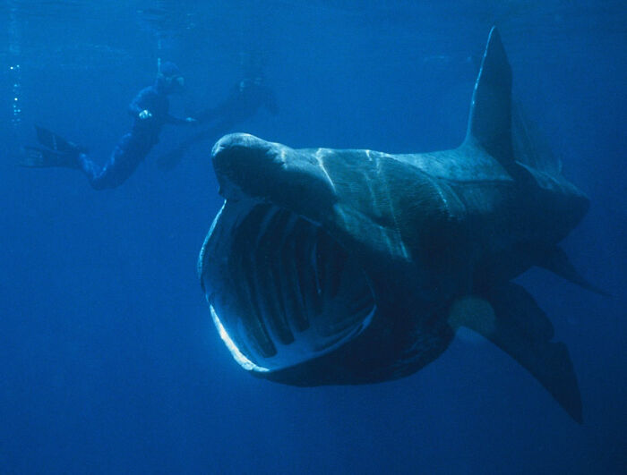 Diver swimming alongside one of the largest underwater creatures, a basking shark, in the ocean's depths.