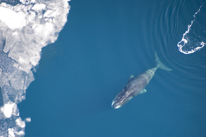 Underwater creature swimming near ice, showcasing one of the largest species in the ocean.