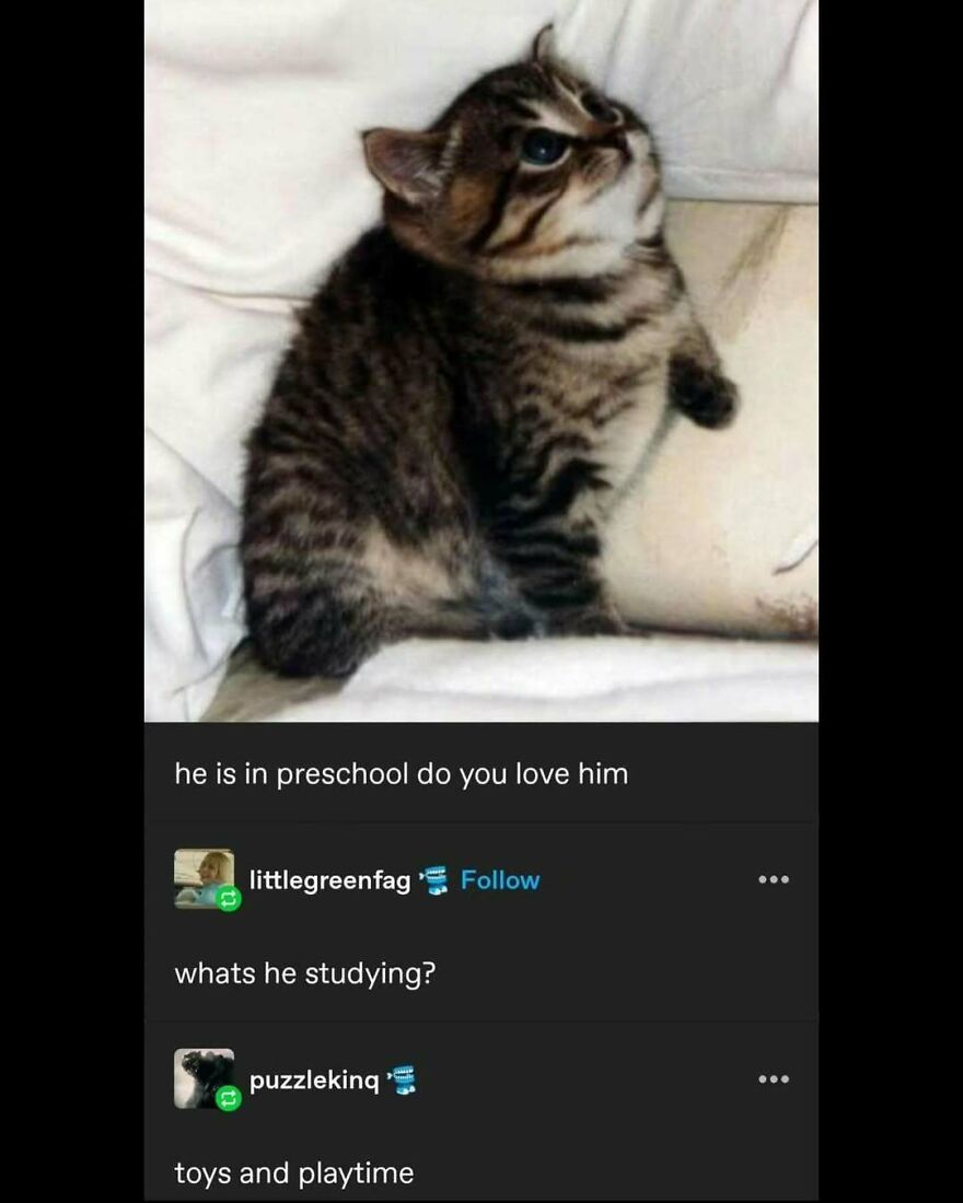 Cute kitten meme with playful comments about preschool and studying toys, related to funny puncrastination memes.