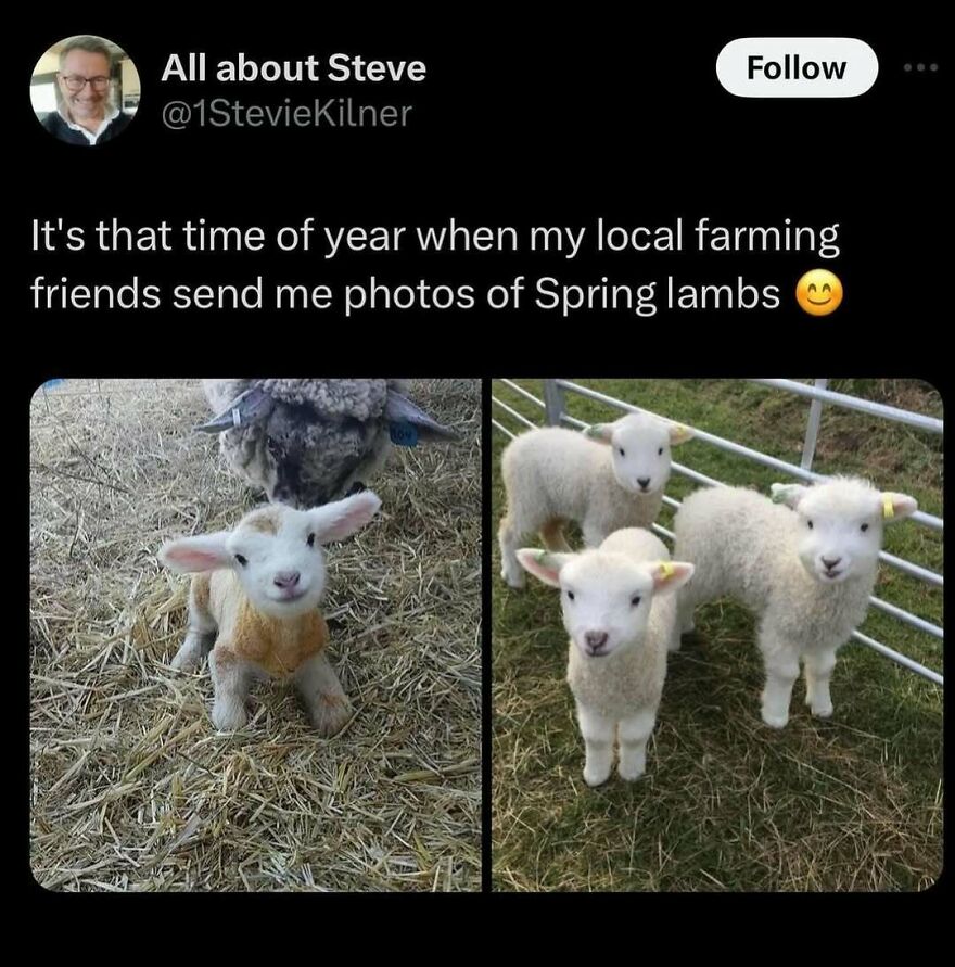 Spring lambs in a farming meme for puncrastination laughs.