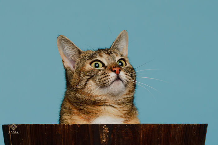 Did You Say Catnip? Did You Say Catnip?