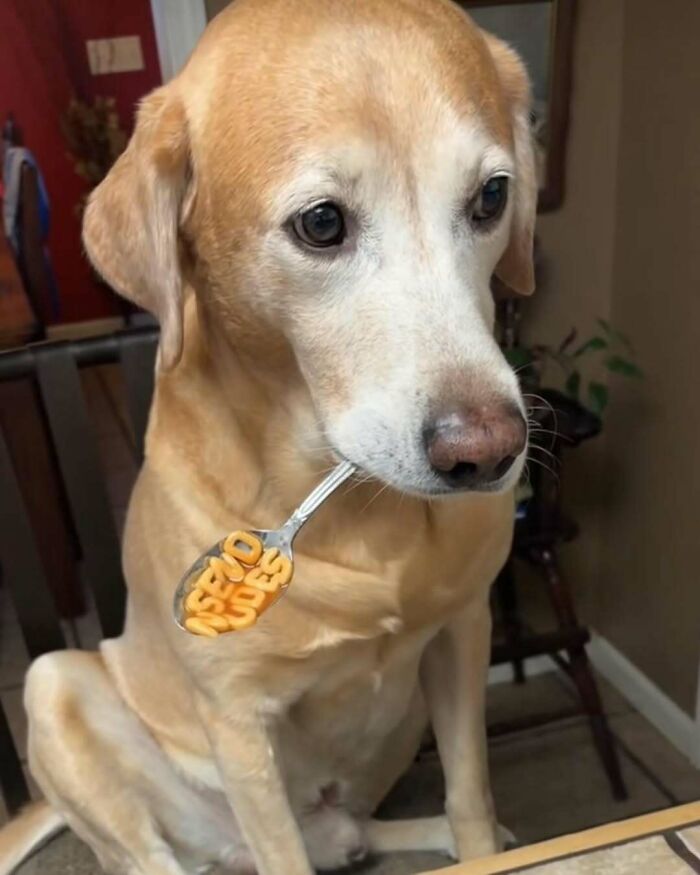 Dog holding a spoon with alphabet soup letters spelling "YOUS SEOU" in its mouth.