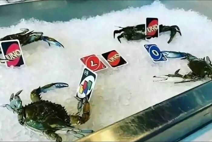 Crabs playing with UNO cards on ice, humorously depicting some of the hardest animals.
