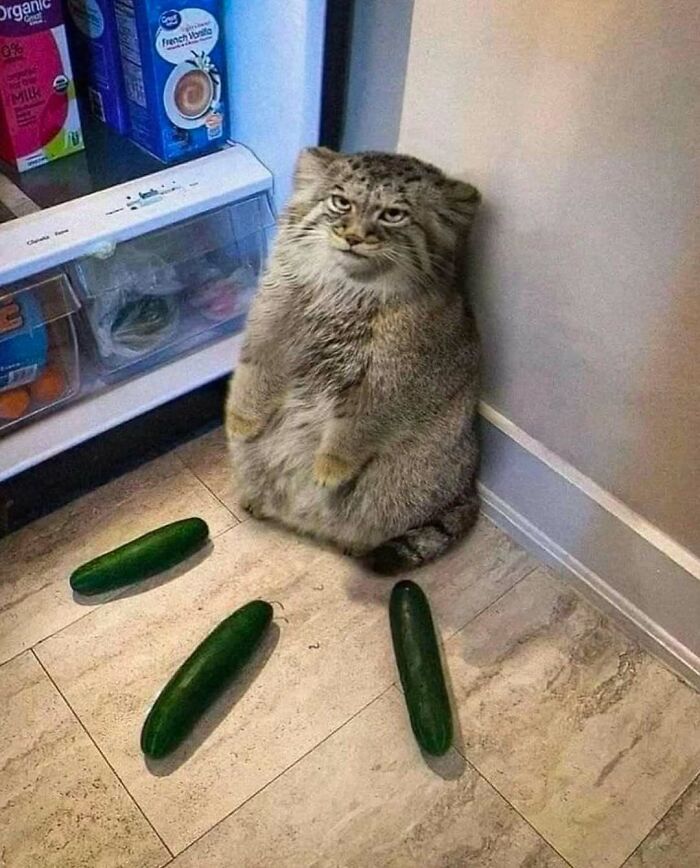 A large cat sitting calmly near cucumbers on the kitchen floor, with an open fridge door in the background.