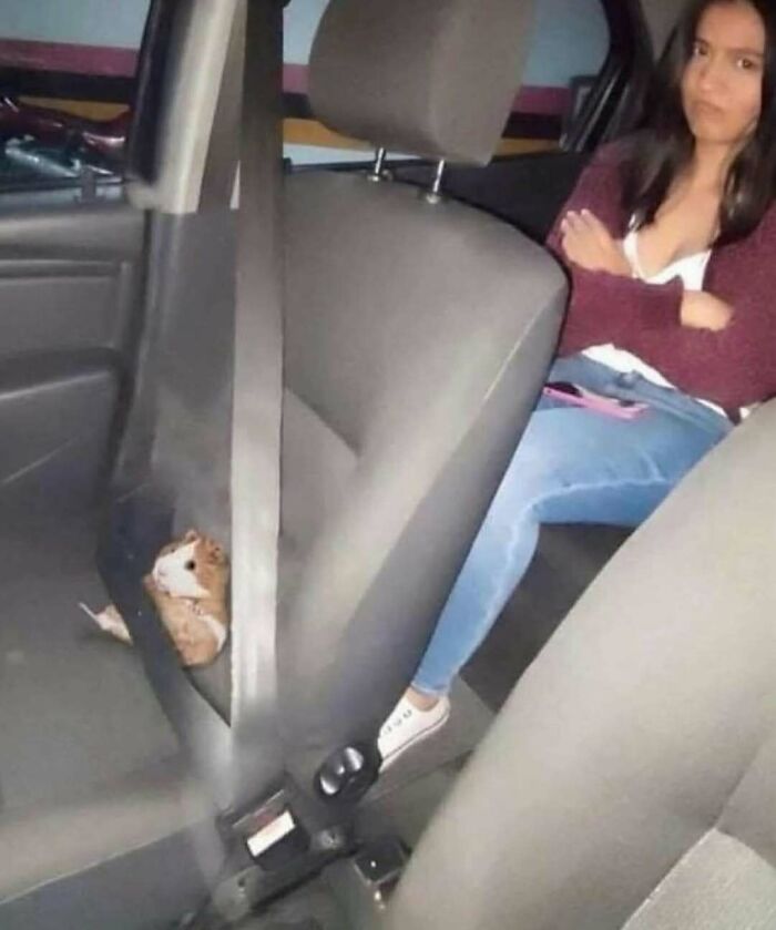 Woman sitting in a car with a small animal secured by a seatbelt, illustrating one of the hardest animals to handle.