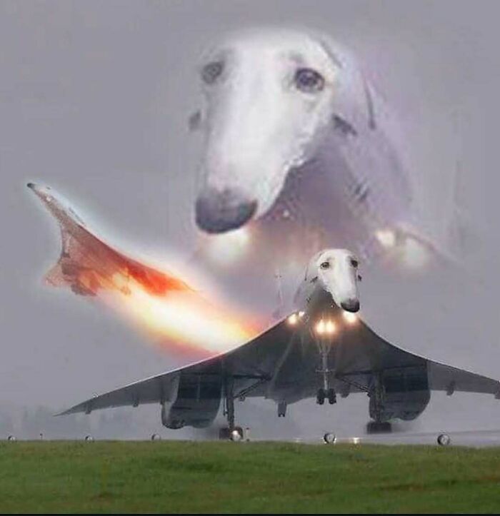 A surreal image of a jet with a dog's face, highlighting the juxtaposition of animals and technology.