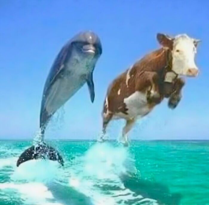 A dolphin and a cow jumping above the ocean waves under a clear blue sky.