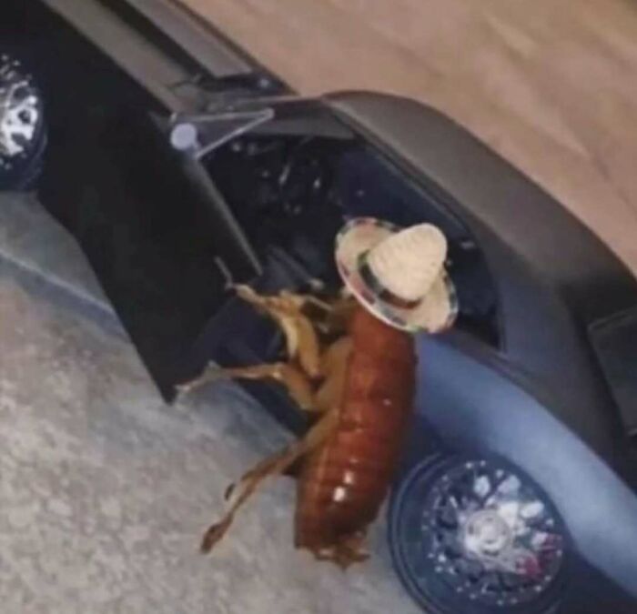 Cockroach wearing a sombrero and entering a toy car, humorously representing one of the hardest animals.