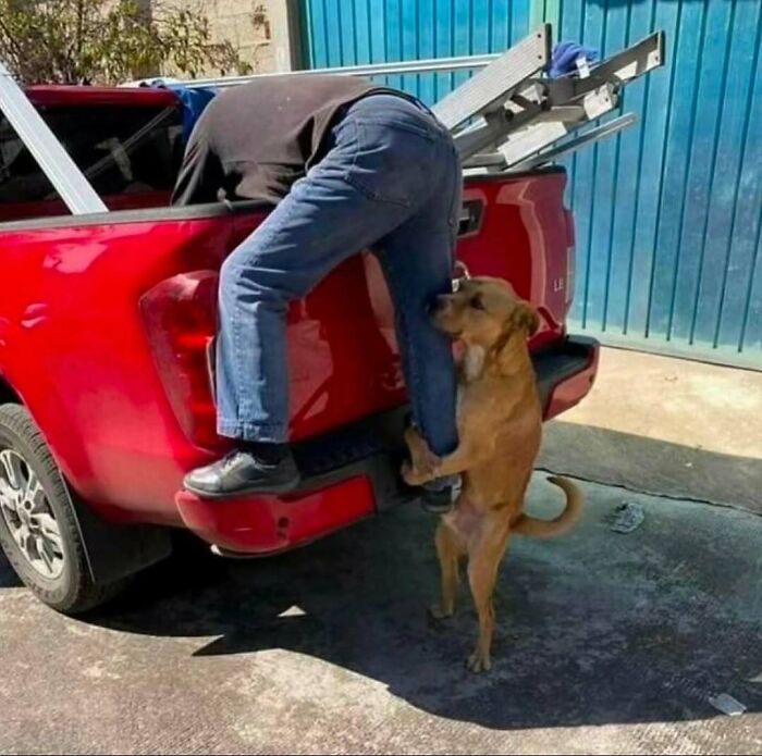 Dog holding onto a person climbing into a red truck, showcasing an animal you don’t want to mess with.