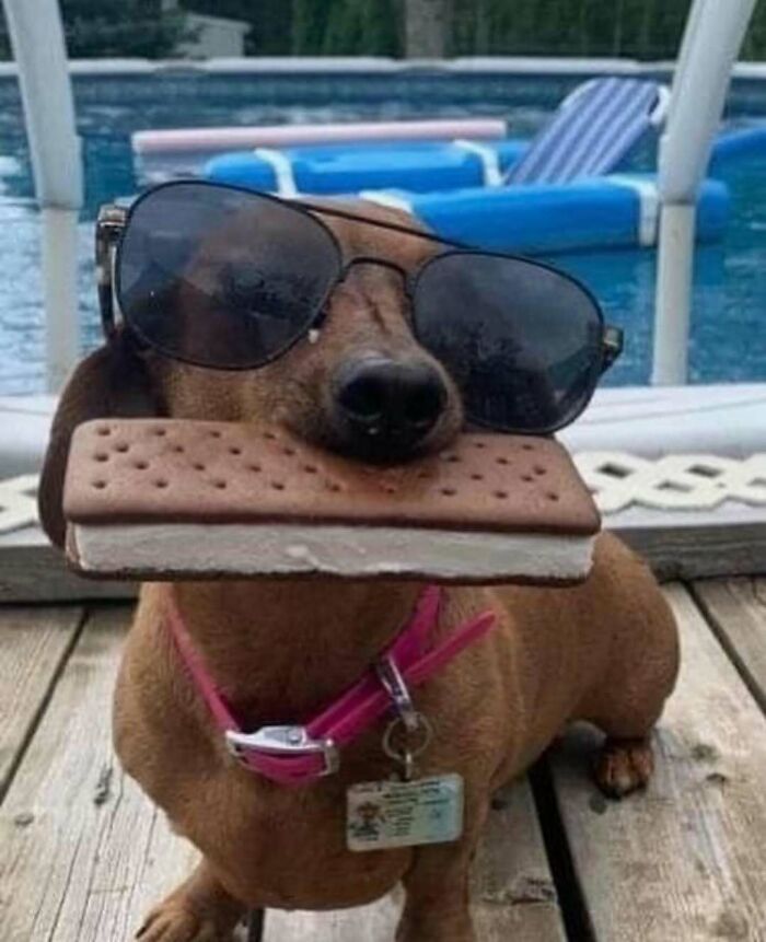 Dog wearing sunglasses and holding an ice cream sandwich, by a pool.