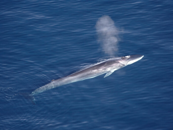 Aerial view of a whale surfacing, one of the largest underwater creatures, exhaling mist into the air.