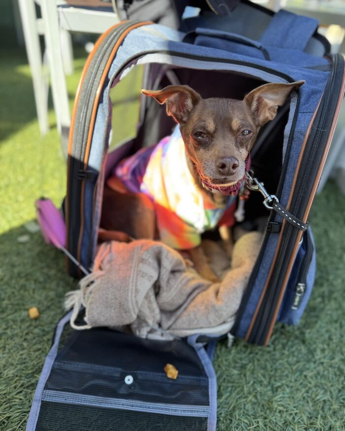 Lost dog wearing a colorful shirt sits in a soft carrier on grass, ready to reunite with its owner. Lost dog wearing a colorful shirt sits in a soft carrier on grass, ready to reunite with its owner.