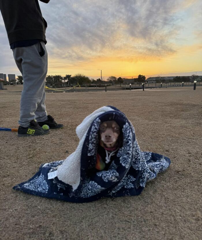 Man reunited with lost dog wrapped in a blanket at sunset in a park, with a person standing nearby. Man reunited with lost dog wrapped in a blanket at sunset in a park, with a person standing nearby.