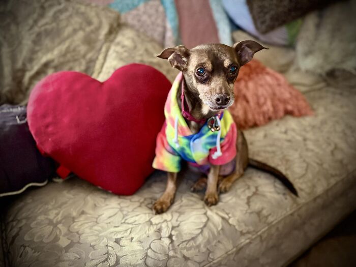 A dog in a colorful hoodie sits on a couch next to a heart-shaped pillow, reunited after years apart. A dog in a colorful hoodie sits on a couch next to a heart-shaped pillow, reunited after years apart.