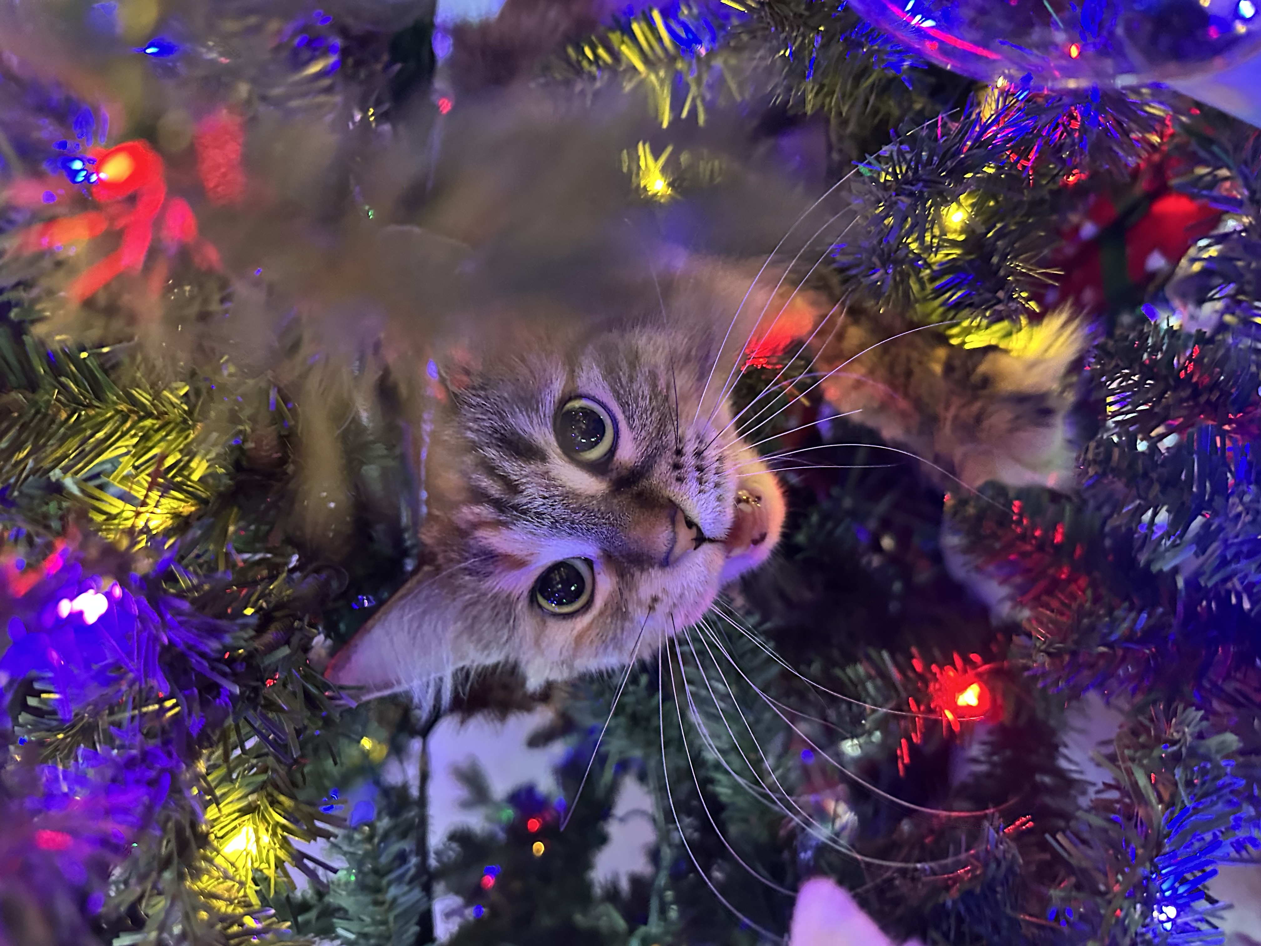 Hey Pandas, Post The Cutest Picture Of Your Pet You Can Find