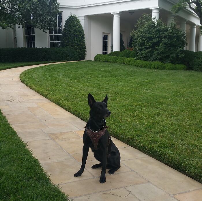 K9 Hurricane, a black dog, sitting on a stone path in front of a white building with green bushes. K9 Hurricane, a black dog, sitting on a stone path in front of a white building with green bushes.