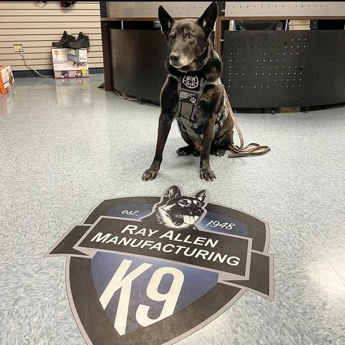 K9 Hurricane sitting on a floor near a K9 logo, wearing a harness indoors. K9 Hurricane sitting on a floor near a K9 logo, wearing a harness indoors.