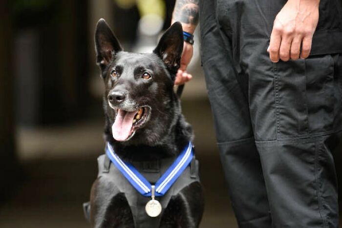 K9 Hurricane, a decorated service dog, wearing a medal, stands alert beside a handler in uniform. K9 Hurricane, a decorated service dog, wearing a medal, stands alert beside a handler in uniform.