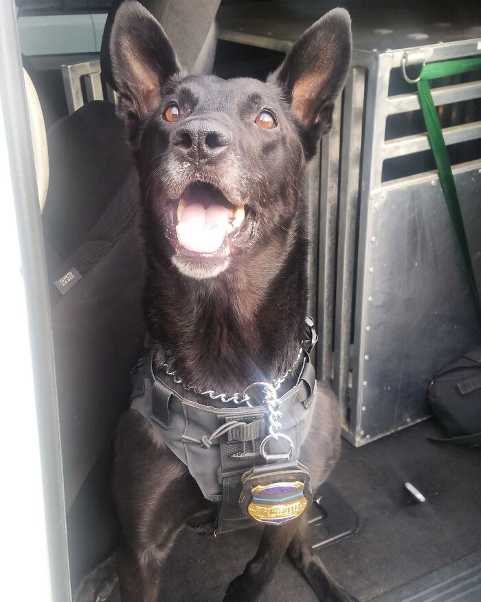 Black K9 dog wearing a harness in a vehicle, representing a decorated service dog. Black K9 dog wearing a harness in a vehicle, representing a decorated service dog.