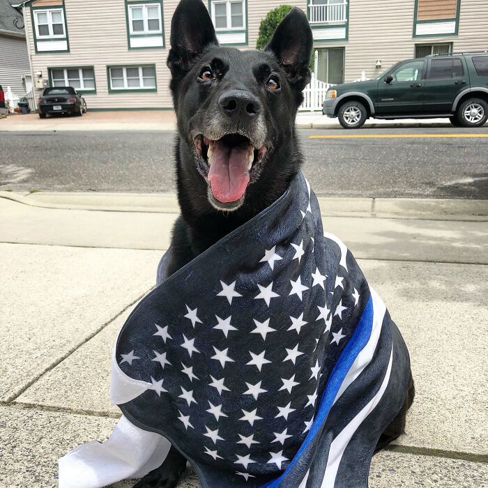 K9 Hurricane, a black dog wrapped in a star-patterned blanket, sitting on a street sidewalk. K9 Hurricane, a black dog wrapped in a star-patterned blanket, sitting on a street sidewalk.