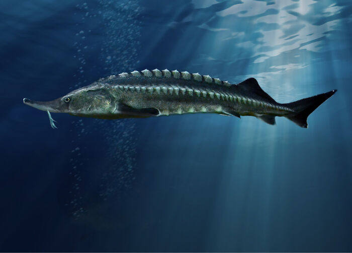 A large sturgeon swims gracefully underwater in a sunlit ocean scene.
