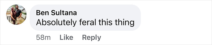 Comment text saying "Absolutely feral this thing" related to Bonny Blue pregnancy rumors. Comment text saying "Absolutely feral this thing" related to Bonny Blue pregnancy rumors.