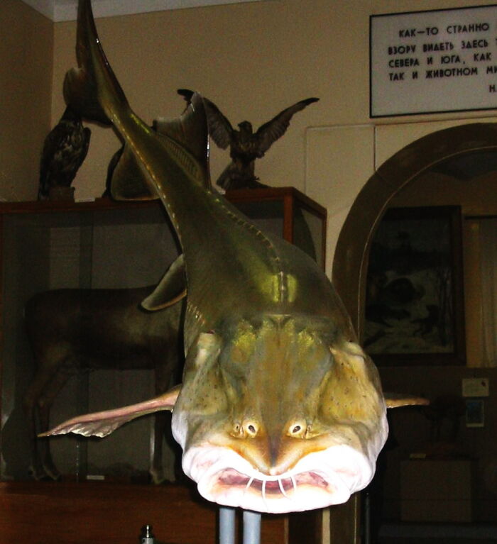 A preserved large fish on display in a museum, representing underwater creatures.