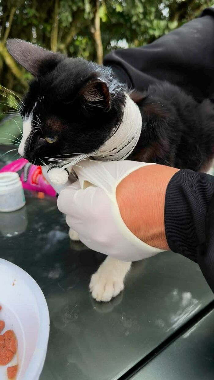 Person in gloves tending to a black and white cat, highlighting care for stray animals. Person in gloves tending to a black and white cat, highlighting care for stray animals.