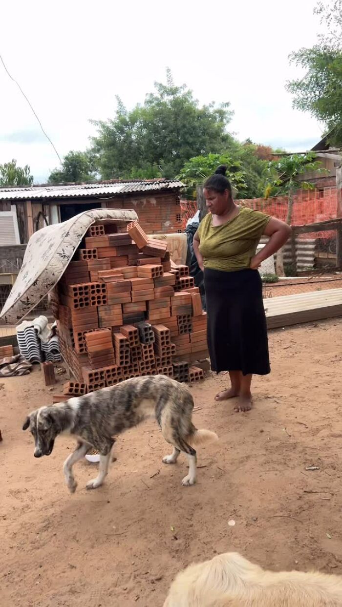 "Person observing stray dogs by a stack of bricks, embodying heroism in feeding them for 25 years. "Person observing stray dogs by a stack of bricks, embodying heroism in feeding them for 25 years.