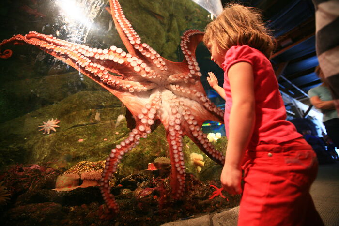 Girl observing a large underwater octopus in an aquarium exhibit.