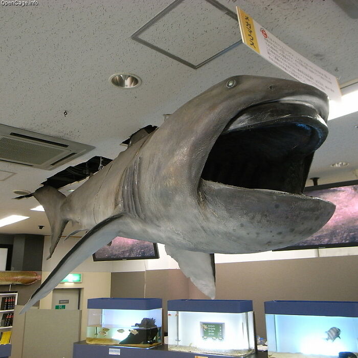 Model of a large underwater creature, resembling a megamouth shark, displayed in a museum setting.