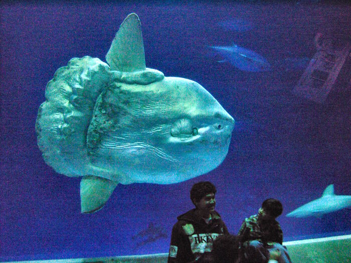 Ocean sunfish swimming in an aquarium, one of the largest underwater creatures, with onlookers nearby.