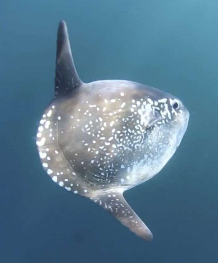 A sunfish swimming underwater, showcasing one of the largest underwater creatures.