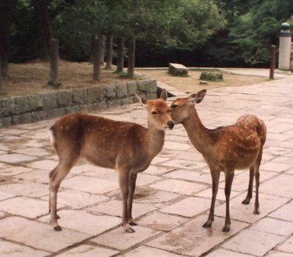 Nara-Deer-67abbac00e112.jpg