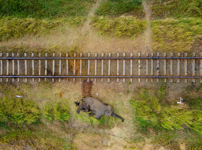 Aerial view of an elephant lying beside railway tracks, showcasing nature photography contest.